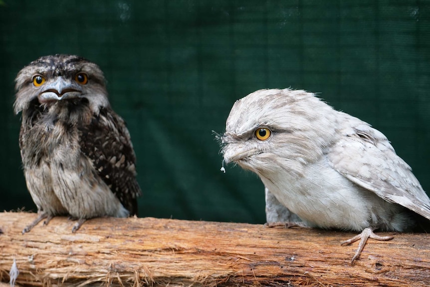 Two Tawny Frogmouths