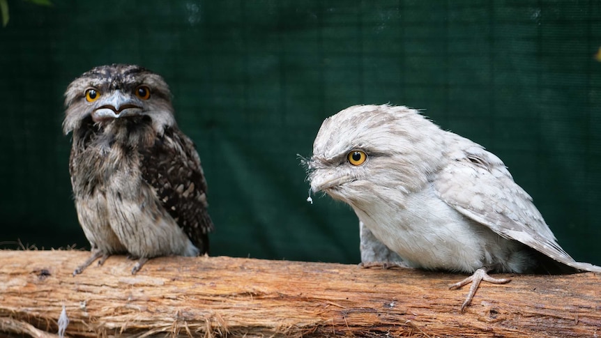 Two Tawny Frogmoths