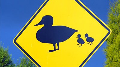 Ducks crossing