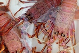 Image of multiple crayfish in shallow water, with two much paler than the one in the middle.