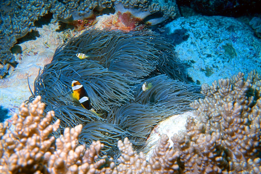 Leathery sea anemone in the waters of CKI