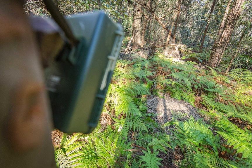 A lyrebird's display mound