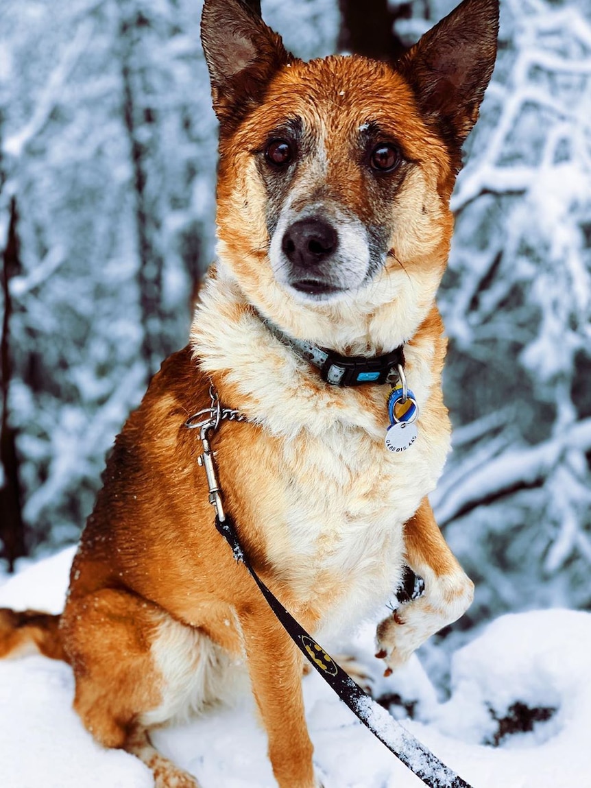 Brown dog at the snow