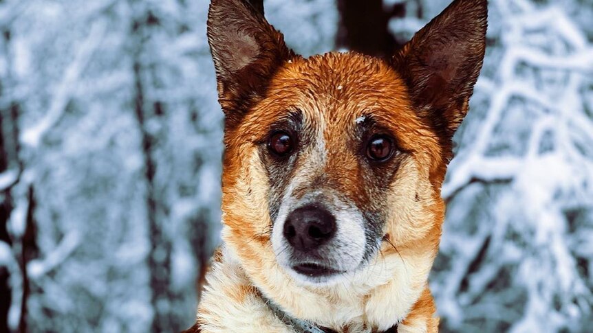 brown dog at the snow