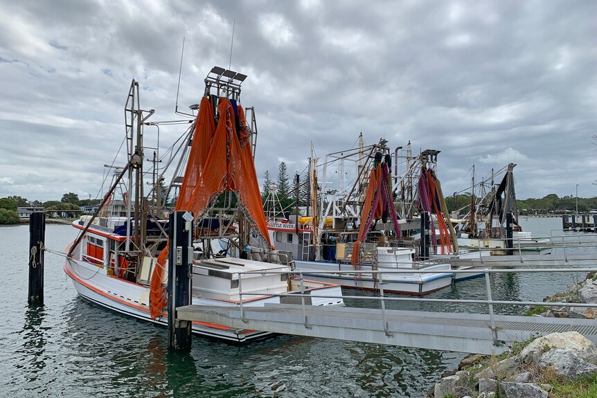 Prawn trawlers with orange nets tied up at a wharf.