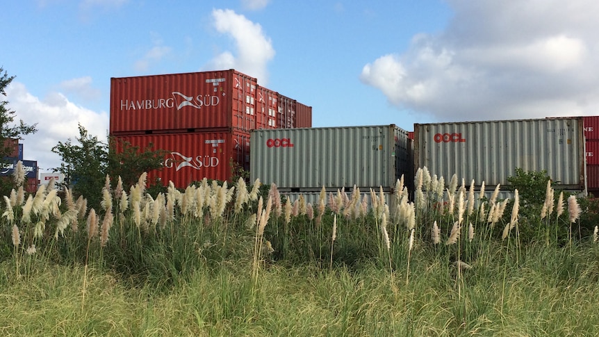Pampas grass in foreground of container ships