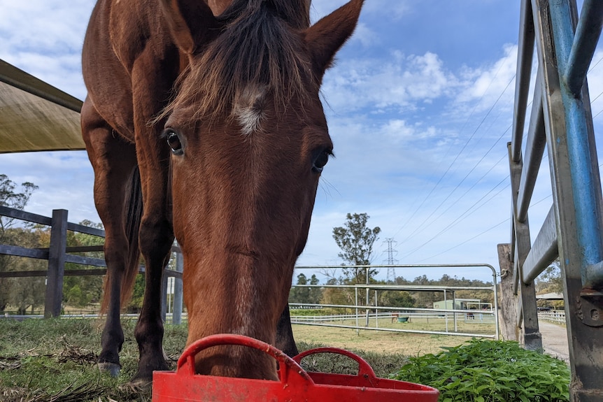 A horse eating feed from a bucket at the McIntyre Centre