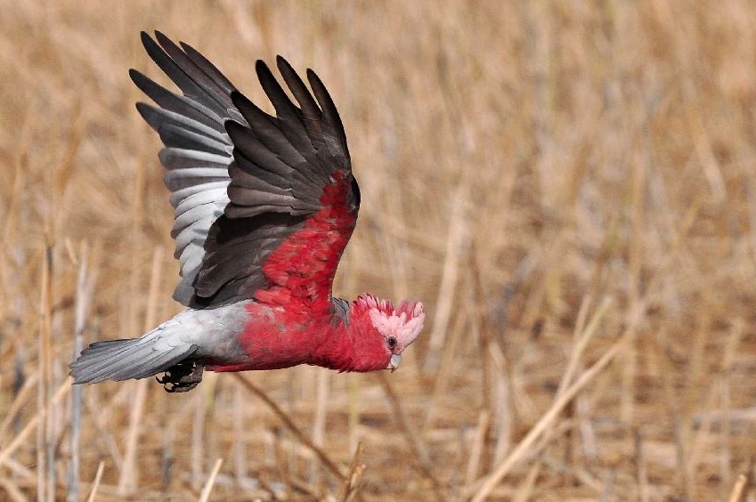 Galah in flight near Rupanyup in western Victoria