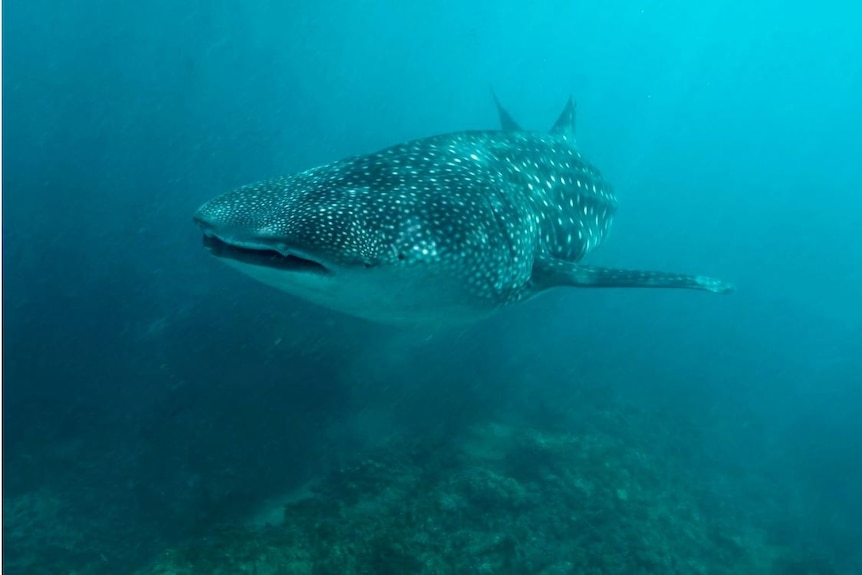 Underwater shot of a whale shark swimming