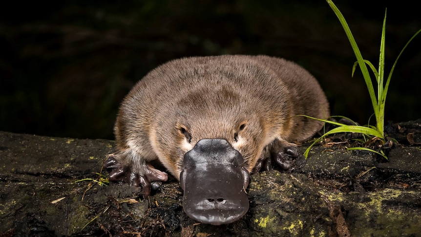 An adult platypus sitting in the dark, on a log,  looking straight ahead