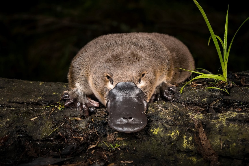 An adult platypus sitting in the dark, on a log,  looking straight ahead