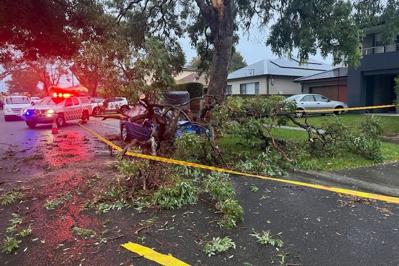 a tree fallen over a car due to the heavy winds