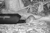 A night shot, black and white, of a rat near a black tracking tunnel.