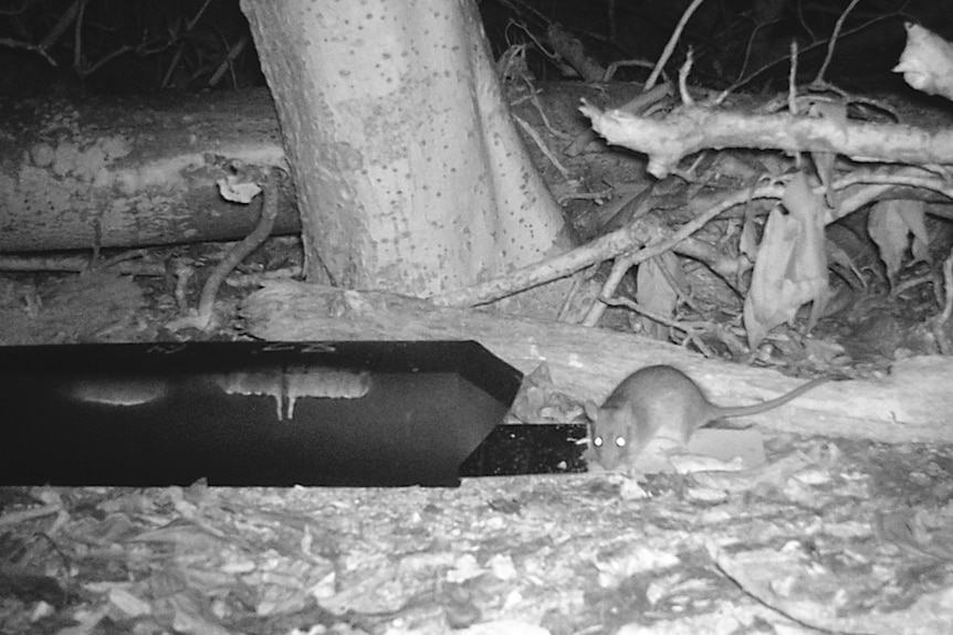 A night shot, black and white, of a rat near a black tracking tunnel.