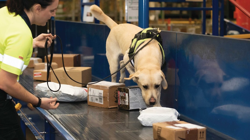A golden labrador sniffs parcels on a conveyor belt at a mail centre