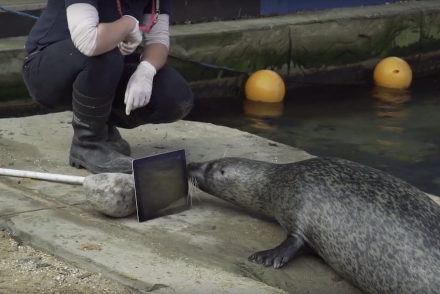 Sija the seal uses FaceTime