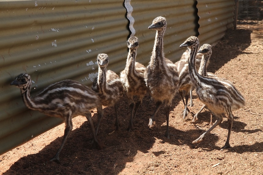 Emu chicks on farm