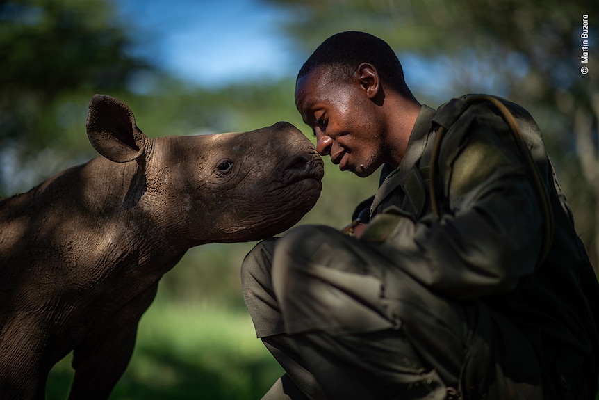A man rubs noses with a young rhino