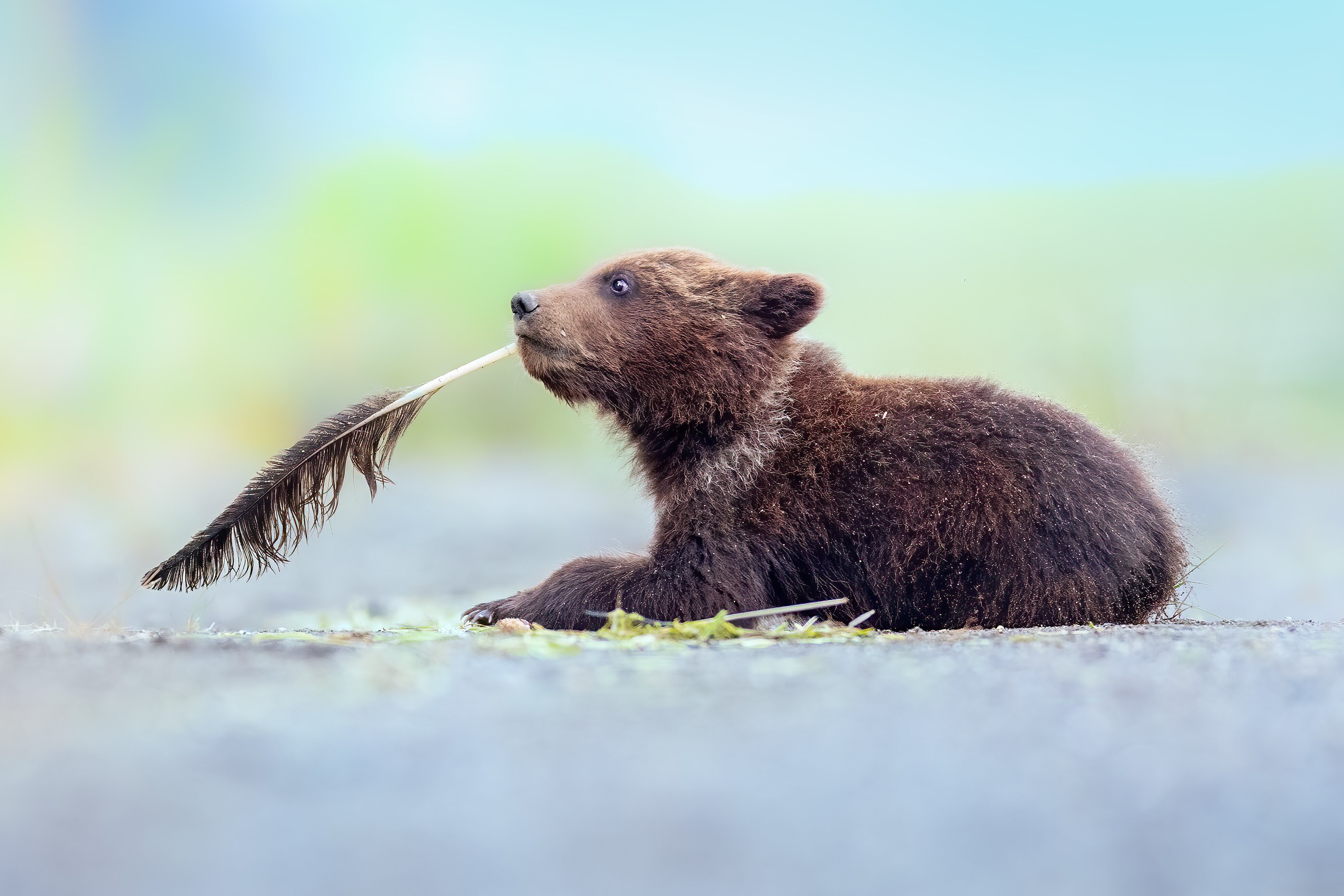 A brown bear cub sits on the grass. Looks to ponder as it holds a feather in its mouth. 