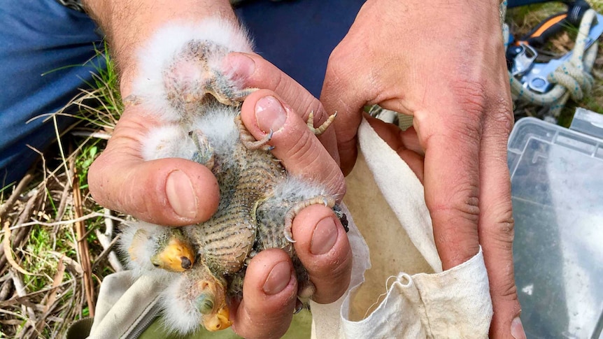 Handful of swift parrot hatchlings