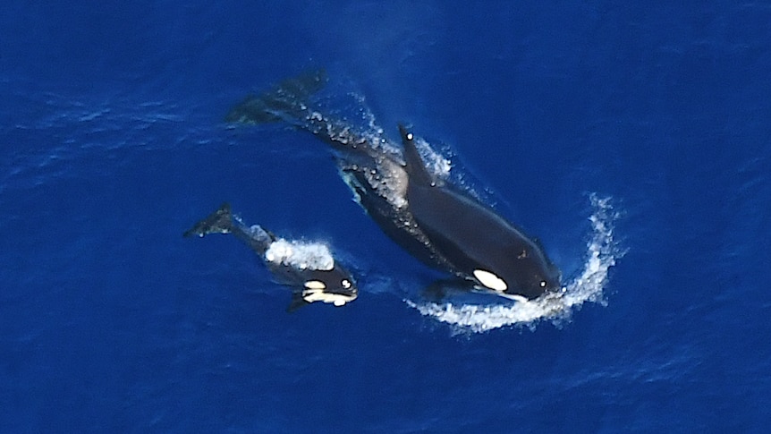 Two black and white orcas, one large and the other small, swim alongside one another in a blue open ocean. 