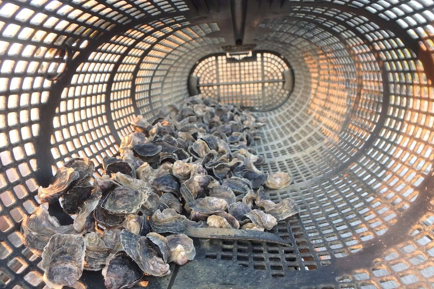 Oysters growing in a basket