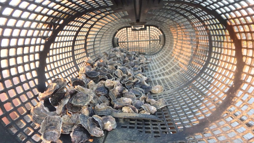 Oysters growing in a basket