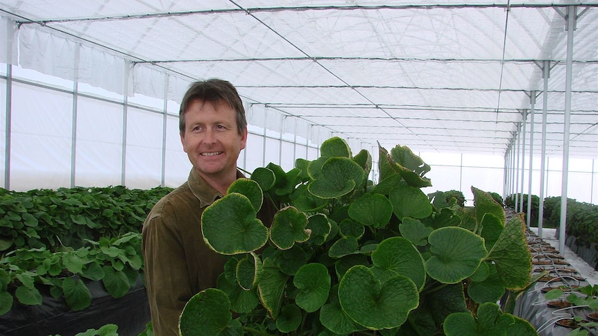 Stephen Welsh with a flourishing wasabi plant