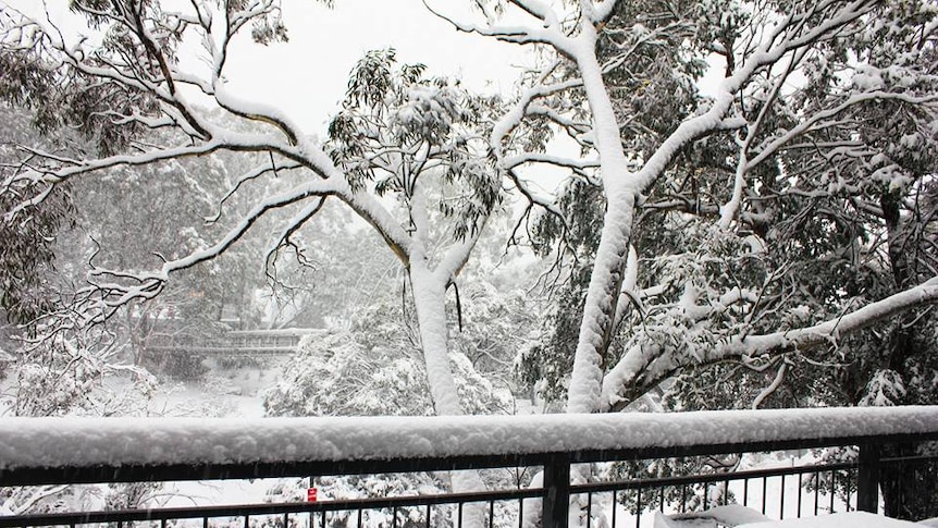 Heavy snow blankets trees, ground and outdoor furniture in Thredbo Village