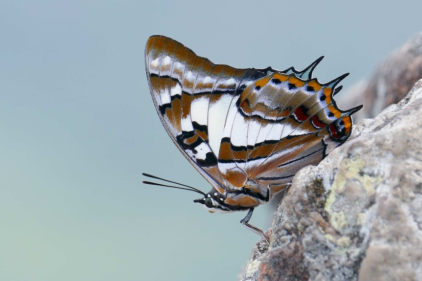 A brown, white, and black patterned butterfly perching on rock.