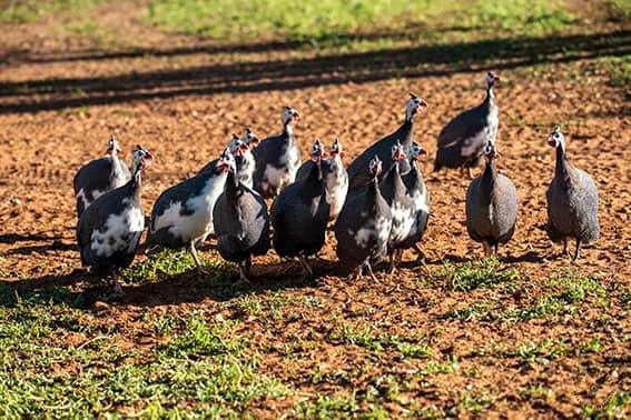A group of guineafowls in a dusty paddock.