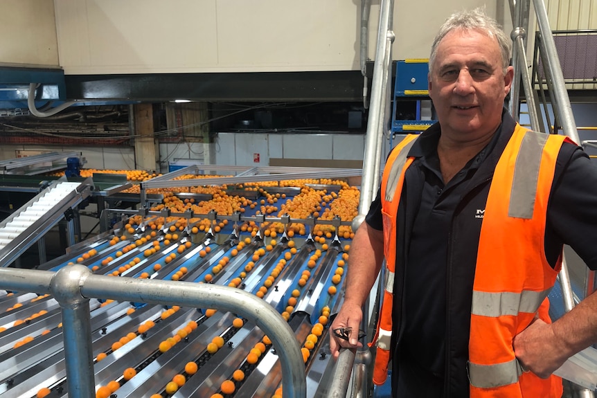 A man wearing a high vis vest stands beside equipment inside an orange packing shed