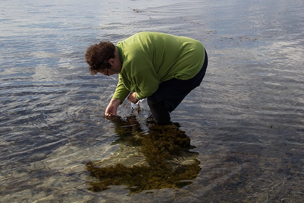 The artist bent over shin-deep in water, pulling at kelp.
