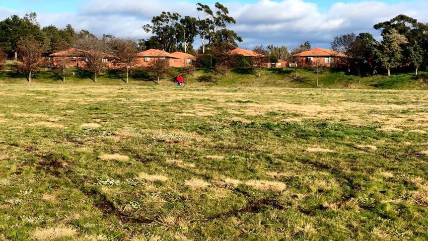 A community oval looks a bit overgrown and has skid marks from a vehicle across its surface