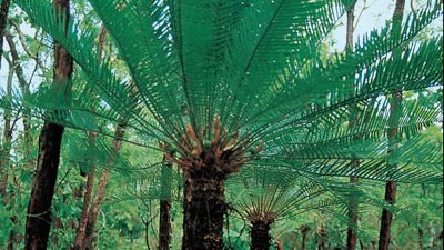Ferns, Palms and Cycads - Gardening Australia