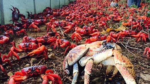 Red crabs begin their annual migration across Christmas Island