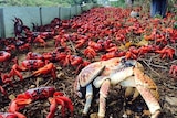Red crabs begin their annual migration across Christmas Island