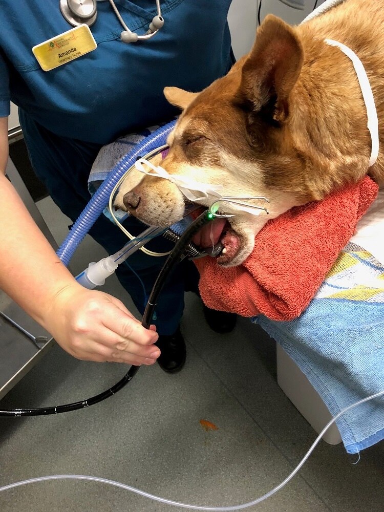 Veterinarians Abandon Profession As Suicide Rate Remains Alarmingly High Abc News