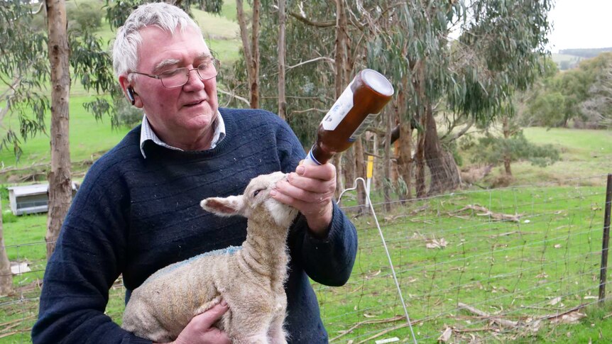 Kevin Butler feeds a lamb.