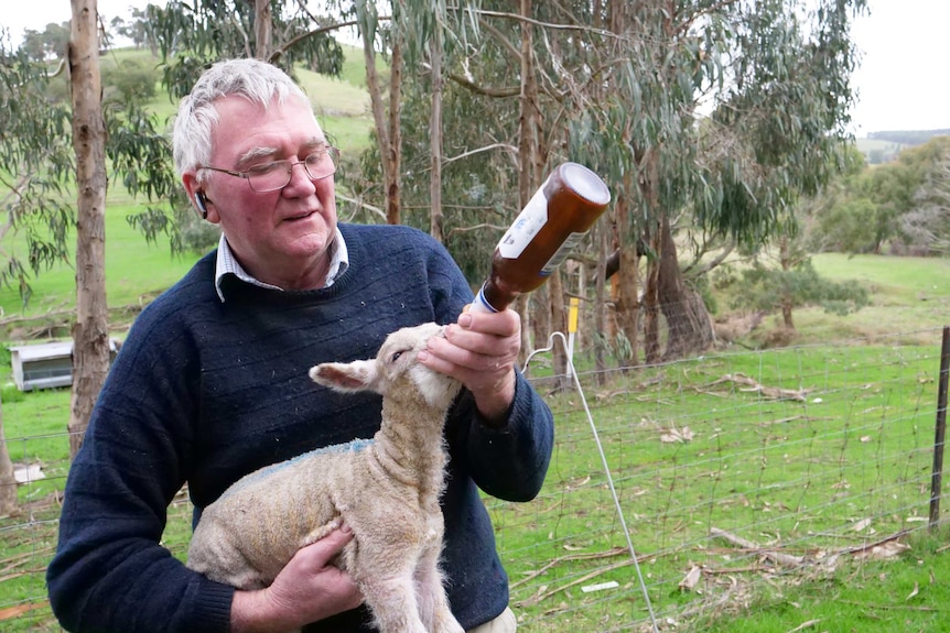 Kevin Butler feeds a lamb.