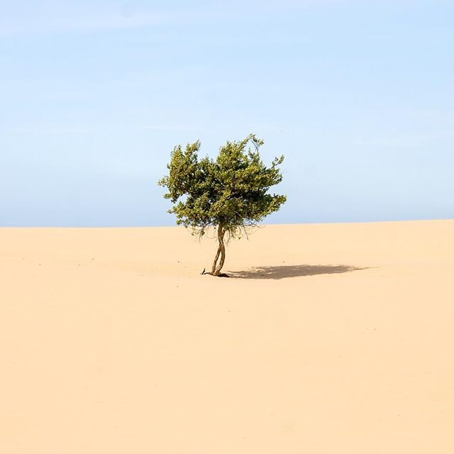 A lone tree grows in a sand dune.