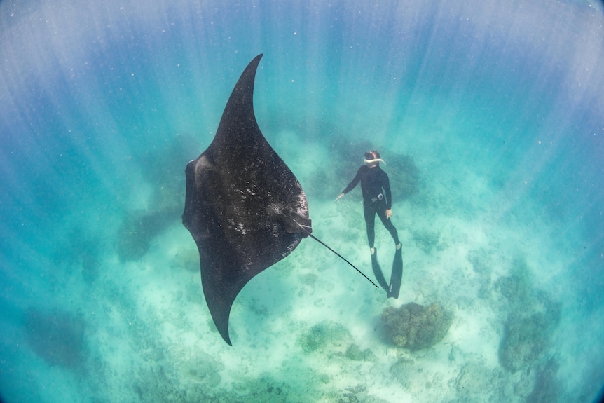 Man in diving gear swimming with giant ray. It's an artistic shot, with sunrays captured around the subjects in centre of frame.