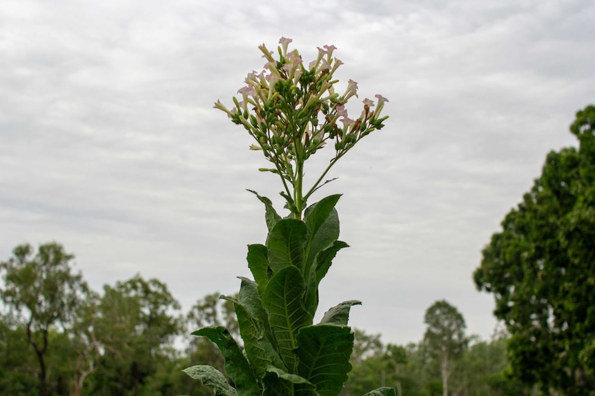 a flowering tobacco plant.