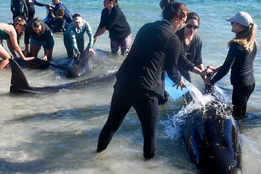 People pour buckets of water over beached whales.