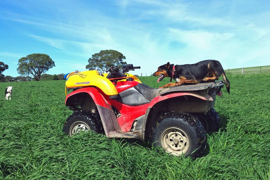A dog lays on a quad bike while another dog stands in long grass.