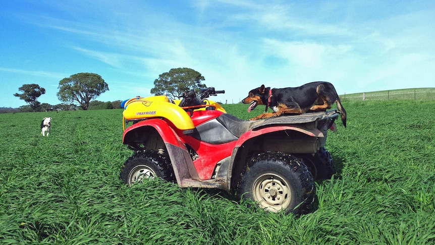 A dog lays on a quad bike while another dog stands in long grass.
