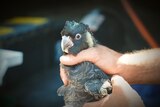 A close up of a black cockatoo being held by a pair of hands