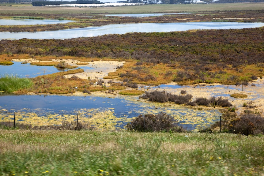 Karaaf Wetlands, Torquay