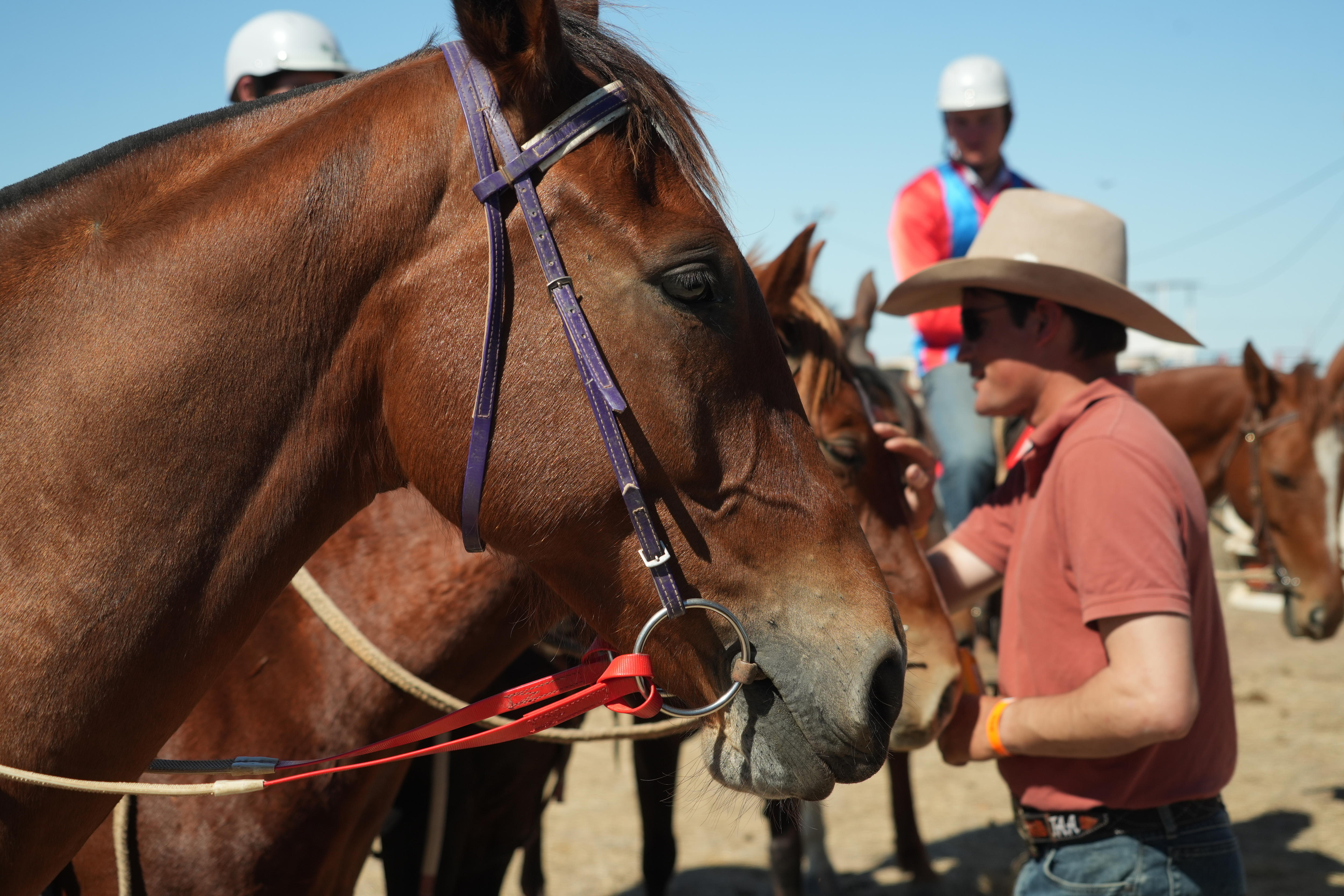 A horse's face pictured from side on 