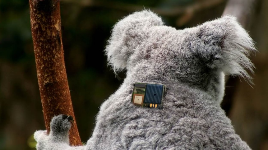 A new koala tracker working in the bush